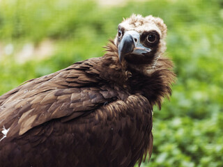 Obraz premium Close up of Black vulture. Aegypius monachus.