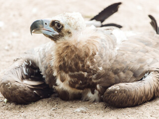 Obraz premium Close up of Black vulture. Aegypius monachus.