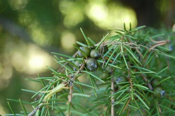 Fototapeta premium Whorled Needle Leaf Structure of Juniperus rigida Korea