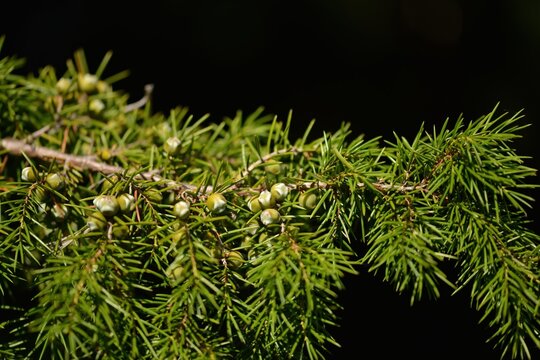 Whorled Needle Leaf Structure of Juniperus rigida Korea