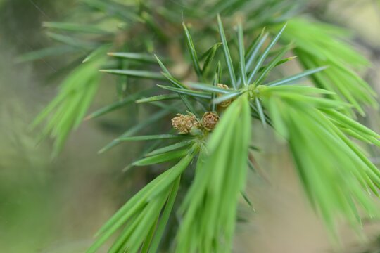 Whorled Needle Leaf Structure of Juniperus rigida Korea