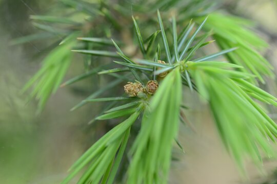 Whorled Needle Leaf Structure of Juniperus rigida Korea