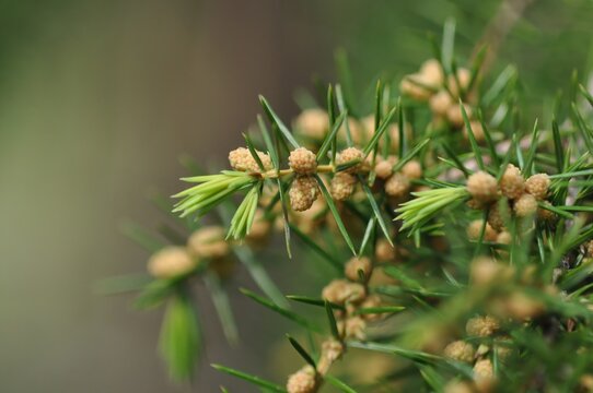 Whorled Needle Leaf Structure of Juniperus rigida Korea