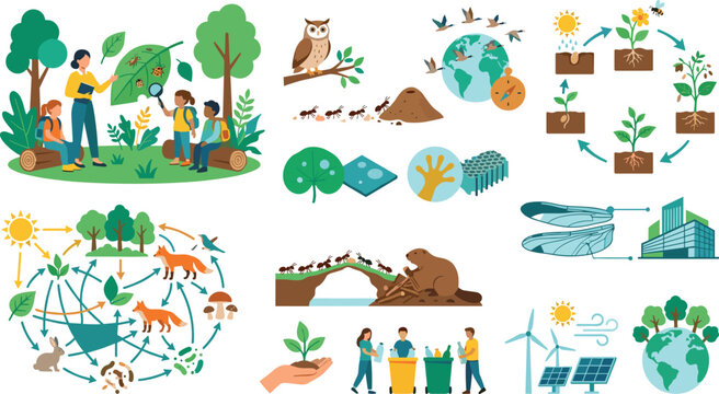 Environmental science and ecology education infographic vector bundle featuring food webs plant life cycles wildlife habitats and sustainability concepts for elementary school textbooks