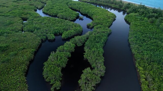 Aerial drone flight through lush mangrove forest waterways in the tropics. Idea for environmental and ecotourism projects.