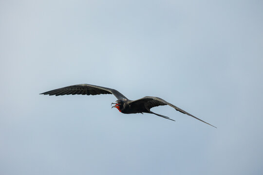 Frigatebird flying with inflated red gular sac in sky