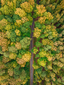 Top down view of autumn forest, view from above