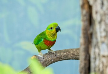 Fototapeta premium Salvadori's fig parrot