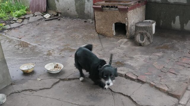 An excited black and white dog stands on its hind legs near a food bowl in a wet outdoor yard. Concept of animal behavior and eager anticipation during daily feeding routines.