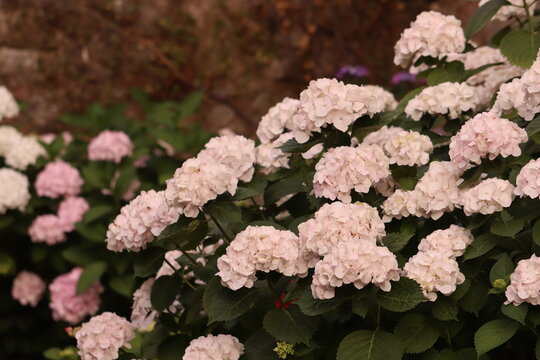 fiori di ortensia in un giardino in estate