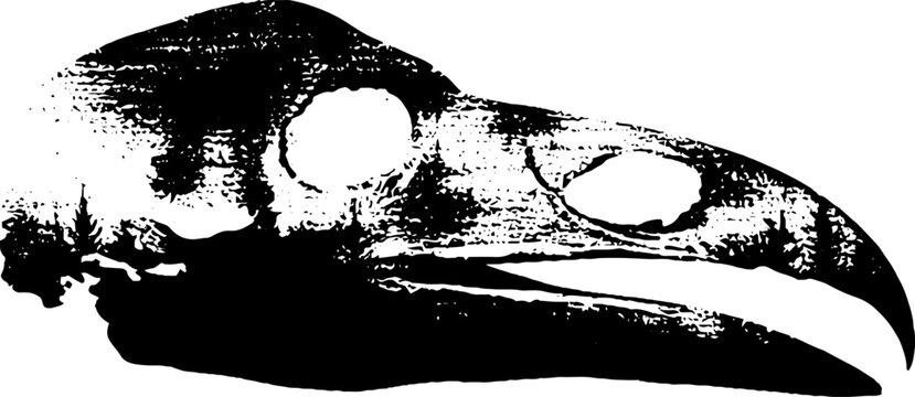 High contrast black and white eagle skull ink drawing for banner background and tattoo design with distressed texture and bold beak silhouette