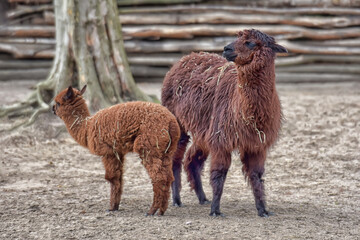 Fototapeta premium Mother Alpaca and Cria Standing Together in Farm Enclosure
