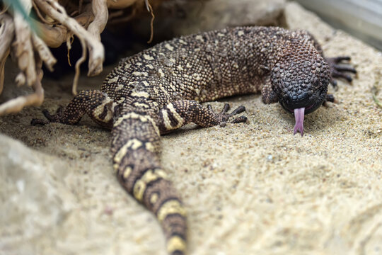 Mexican Beaded Lizard Flicking Forked Tongue in Desert Terrarium