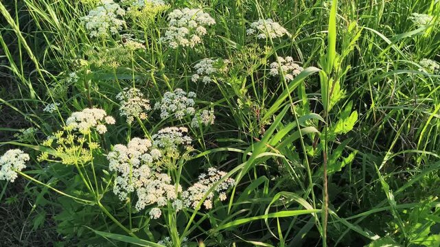 Close-up of wild white umbrella flowers growing near the riverbank on a sunny summer day, blooming green wild chervil or ground elder plants swaying in the wind with selective focus.