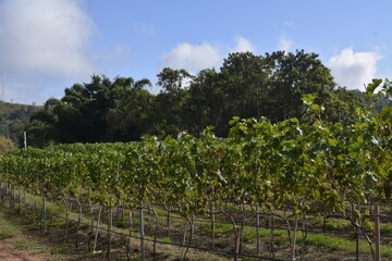 Rows of grape fruit cultivated in fertile agricultural land in the Brazilian countryside. © Maria