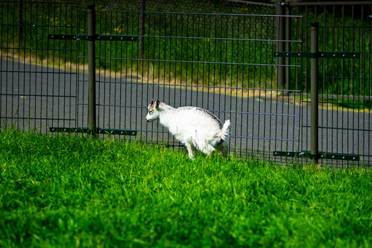 Pygmy goat standing near fence on green grass pasture