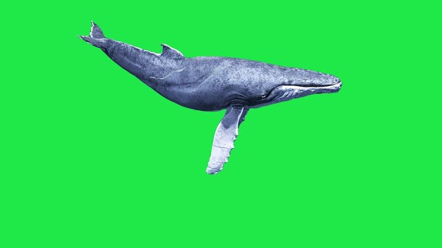 big whale Sea Fish Swimming on Underwater Shark pufferfish orca Salmon Sperm whale Beluga whale Marine aquarium Ocean Fish on Underwater Isolated on Green Screen