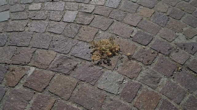 Marching ants on a stone paving of a sidewalk, around a dirt