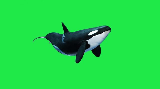 Killer Whale Sea Fish Swimming on Underwater Shark pufferfish orca Salmon Sperm whale Beluga whale Marine aquarium Ocean Fish on Underwater Isolated on Green Screen