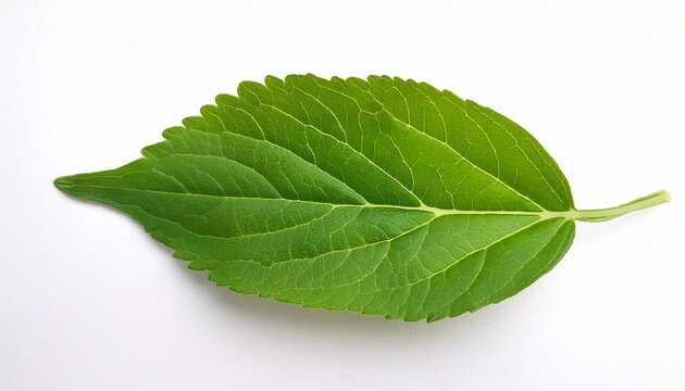 Gymnema Sylvestre Leaves Isolated On A Clean White Background Symbolizing Growth And Natural Health