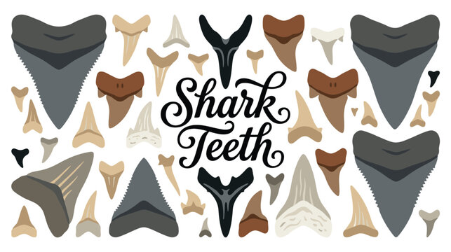 Shark teeth collection fossilized ancient sea creatures.