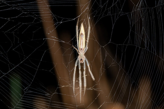 A beautiful Hewitt's Grass Orb-web Spider (Mahembea hewitti) in the centre of its web at the edge of a small dam, KwaZulu-Natal, South Africa