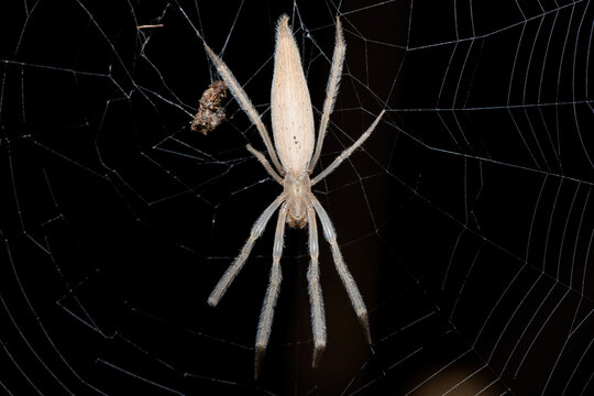 A beautiful Hewitt's Grass Orb-web Spider (Mahembea hewitti) in the centre of its web at the edge of a small dam, KwaZulu-Natal, South Africa