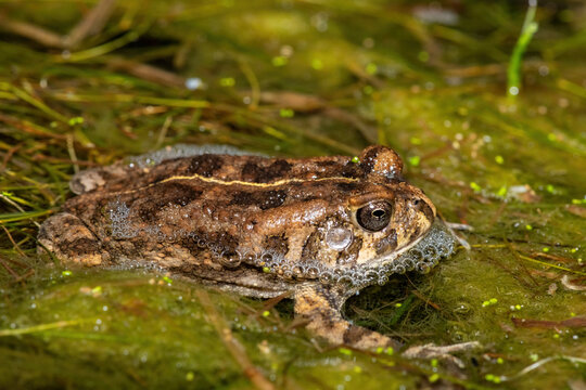 A cute guttural toad (Sclerophrys gutturalis), also known as an African common toad, in a dam during mating season, South Africa