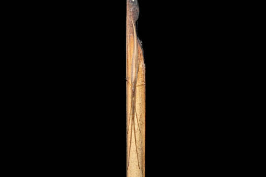 A beautiful Isidis Long-jawed Spider (Tetragnatha isidis) camouflaged against dry reeds at the edge of a pond in KwaZulu-Natal, South Africa