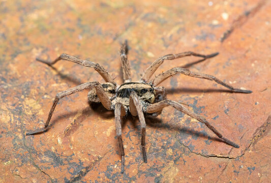 A beautiful Burrowing Wolf Spider (Family Lycosidae) camouflaged against a rock surface, KwaZulu-Natal, South Africa