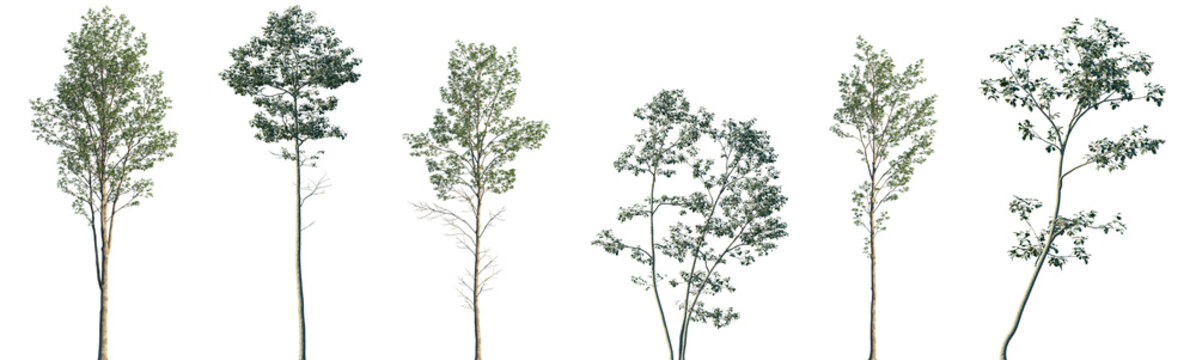 Set of Alnus cremastogyne and Alnus glutinosa frontal set street trees isolated png on a transparent background perfectly cutout
