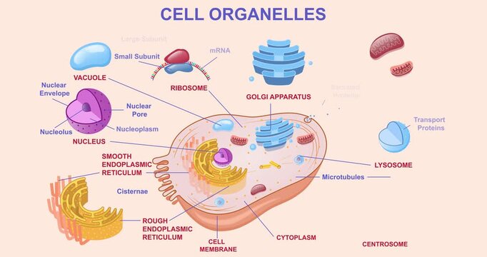 Cell organelles infographic. Biological diagram showing structure of cell with nucleus, cytoplasm, mitochondria, ribosomes, lysosomes, vacuole and membrane. Flat graphic animated cartoon