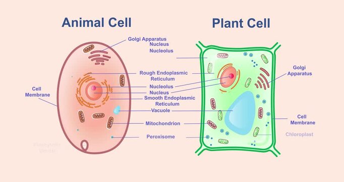 Cell structure motion graphics. Educational infographic comparing animal and plant cells with labeled biological components. Science and microbiology diagram. Flat animated cartoon