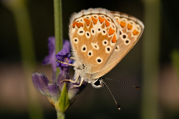 butterfly on a flower © Mehmet