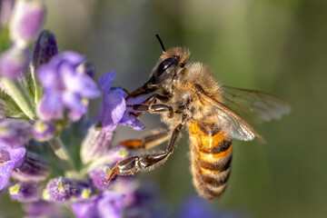 bee on lavender © Mehmet