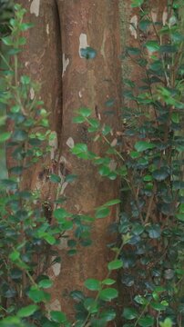Close-up shot of the distinctive smooth orange-brown bark of an arrayan tree trunk, partially framed by vibrant green leaves and branches in a forest.