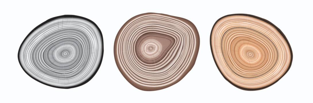Tree trunk cut texture, wood slice annual rings vector pattern