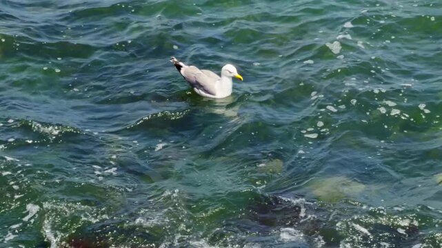 Seagull Floating On Emerald Sea Waves. Sea Bird In Coastal Environment. Marine Ecosystem