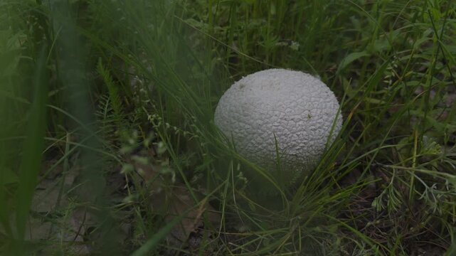 White Puffball Mushroom Growing In Green Grass. Wild Calvatia Booniana Fungi In Forest. Organic Mycology 
