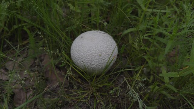 Round White Puffball Mushroom Growing In Green Grass. Wild Bovista Mushroom In Forest Meadow. Organic Nature Mycology