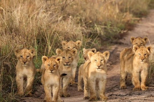 Group of Lion Cubs on Road Greater Kruger South Africa