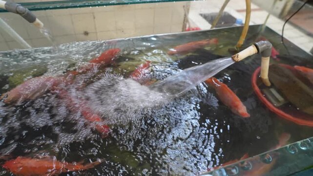 Red tilapia fish swimming in a freshwater pond with water aeration pipe system.