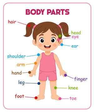 Girl Body Parts Educational Chart for Kids, Human Anatomy Learning Poster Vector Illustration