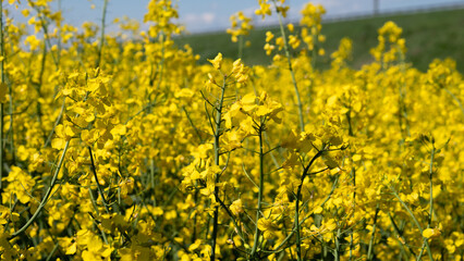 Obraz premium Rapeseed field background Expansive Canola Field On Hill Golden Blossoms Across Gentle Slope, Panoramic Horizon And Blue Sky, Biomass And Renewable Energy Concept, Ideal For Sustainable Agriculture