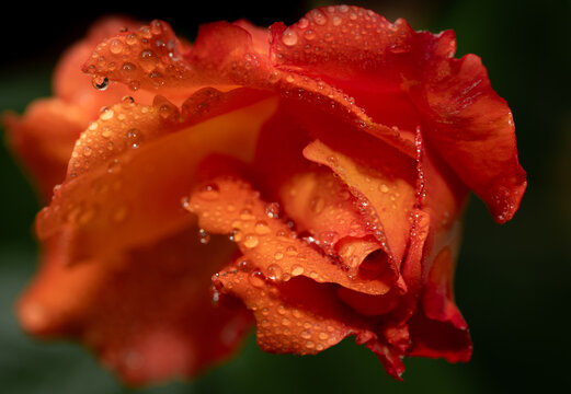 A close-up of an orange rosebud just beginning to open. The petals are covered with dewdrops.
