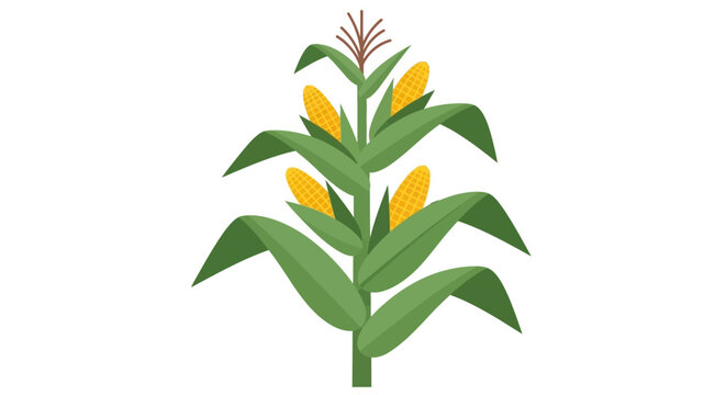 Corn stalk illustration with golden ears and leaves.
