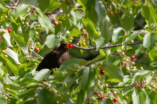 Amsel isst reife Kirsche im Kirschbaum