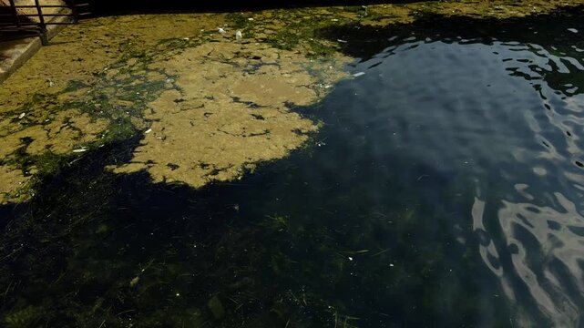 Dirty Green Algae Blooms Floating On Water Surface. Polluted River Environment Ecosystem. Environmental Pollution 