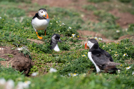 Atlantic puffin, Fratercula arctica, with puffling emerging from burrow