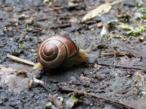 Snail crawling in muddy soil